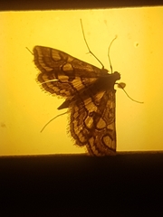 Elophila ekthlipsis