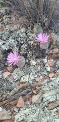 Gibbaeum dispar