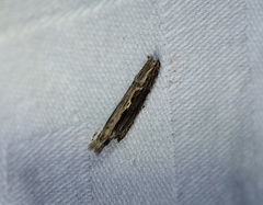 Hypatima spathota