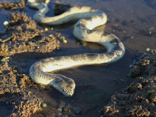 Photo of a Stoke's Seasnake (Hydrophis stokesii)