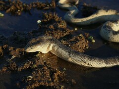 Stoke's Seasnake photo 1