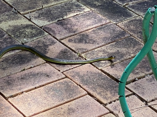 Common Tree Snake sighting