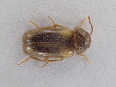 Eulagius filicornis