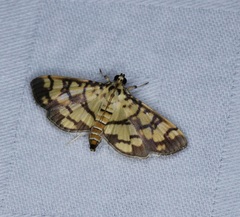 Lygropia distorta
