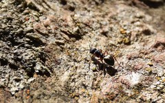 Dolichoderus scabridus