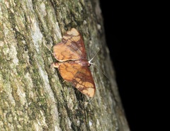 Metallaxis semipurpurascens