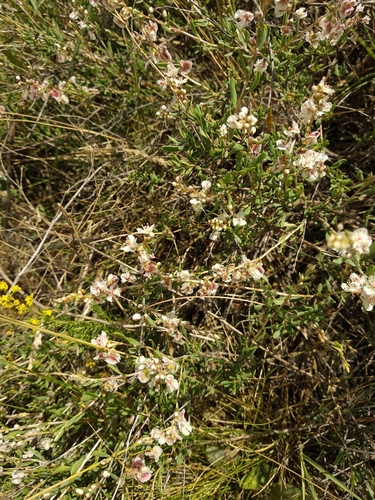 Atraphaxis frutescens (Atraphaxis frutescens)