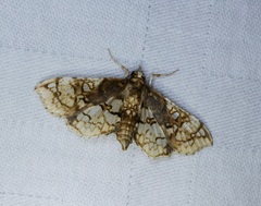 Omphisa anastomosalis