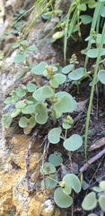 Crassula nemorosa