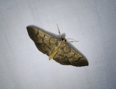 Omiodes pernitescens