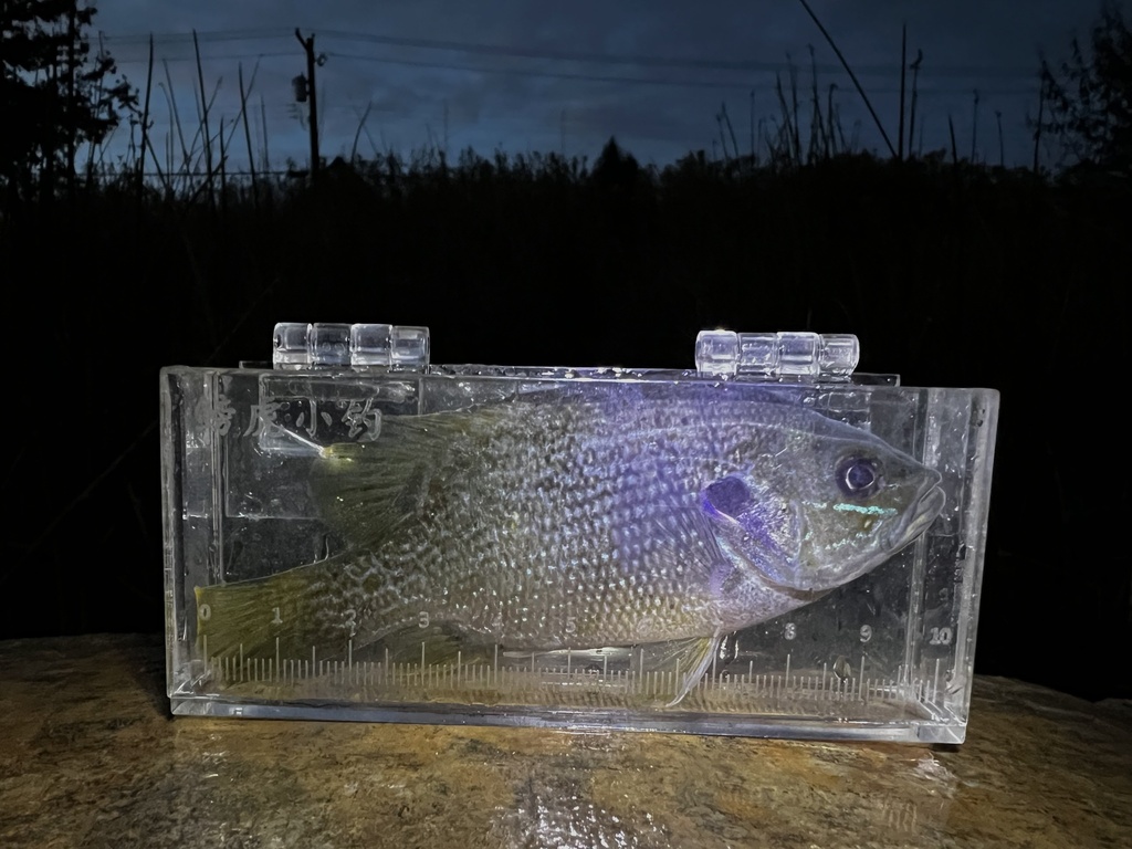 Photo of a Green Sunfish