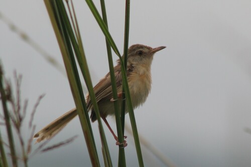 Plain Prinia