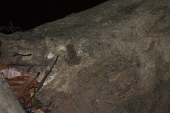 Phrynoidis juxtasper