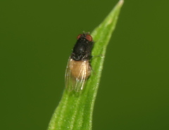 Minettia longipennis