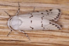 Grotella binda