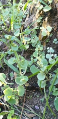 Crassula nemorosa