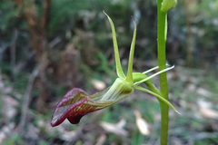 Cryptostylis ovata