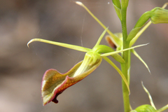 Cryptostylis ovata