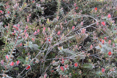 Darwinia citriodora