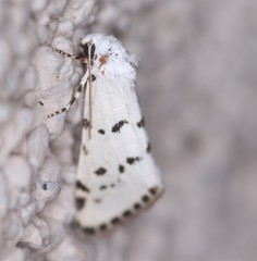 Grotella binda