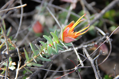 Darwinia citriodora