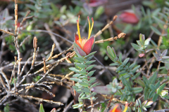 Darwinia citriodora