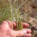 Mountain Needle Grass - Photo (c) Matt Lavin, some rights reserved (CC BY-SA)