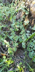 Crassula nemorosa