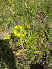 Potentilla conferta