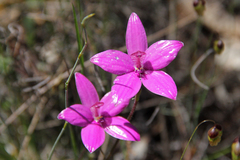 Elythranthera emarginata