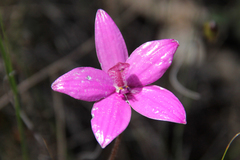 Elythranthera emarginata