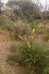 Grevillea eriostachya