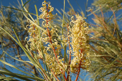 Grevillea stenobotrya