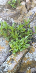 Crassula pubescens