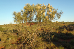 Grevillea stenobotrya