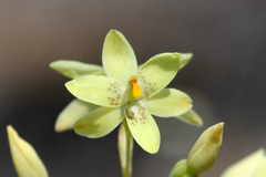 Thelymitra villosa