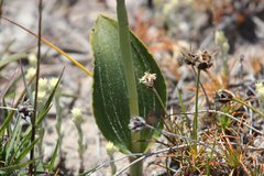 Thelymitra villosa