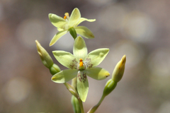 Thelymitra villosa