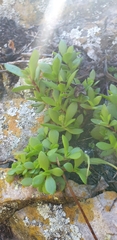 Crassula pubescens