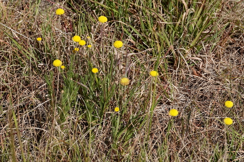 Image of Scaly-Buttons (Leptorhynchos squamatus) by (c) Max Campbell, some rights reserved (CC BY)