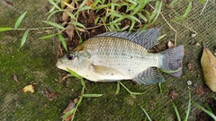Oreochromis niloticus
