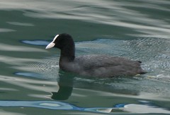 Fulica atra