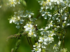 Strangalia attenuata