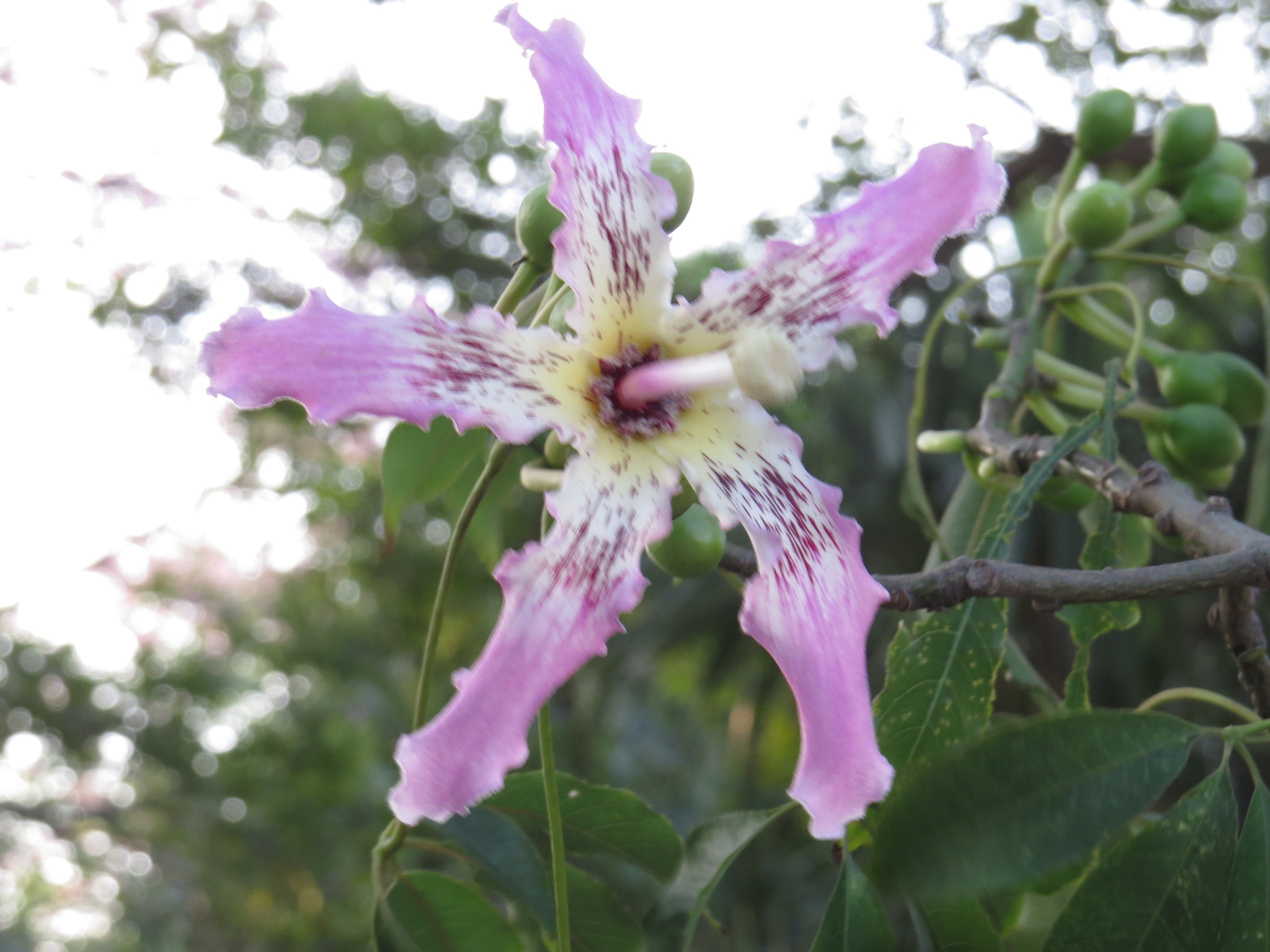 Ceiba speciosa