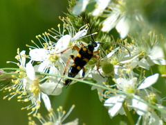 Strangalia attenuata