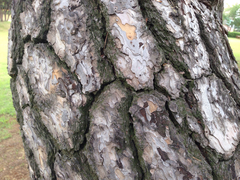 Pinus densiflora