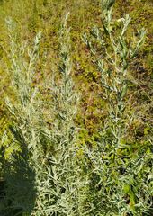Artemisia dracunculus glauca