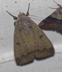 Ophiusa parcemacula