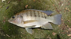 Oreochromis niloticus