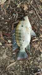 Oreochromis niloticus